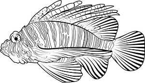Zebra lionfish (Dendrochirus zebra)