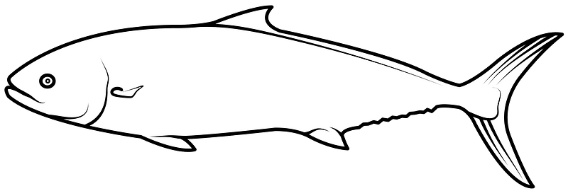 Yellowtail amberjack (Seriola lalandi)