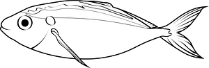 Yellowstripe scad (Selaroides leptolepis)
