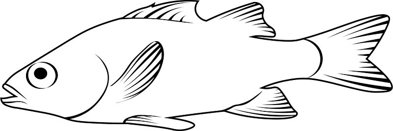 Yellow perch (Perca flavescens)