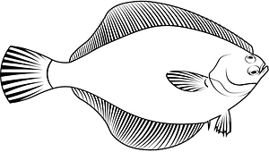 Yellowfin sole (Limanda aspera)
