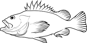 Yelloweye rockfish (Sebastes ruberrimus)
