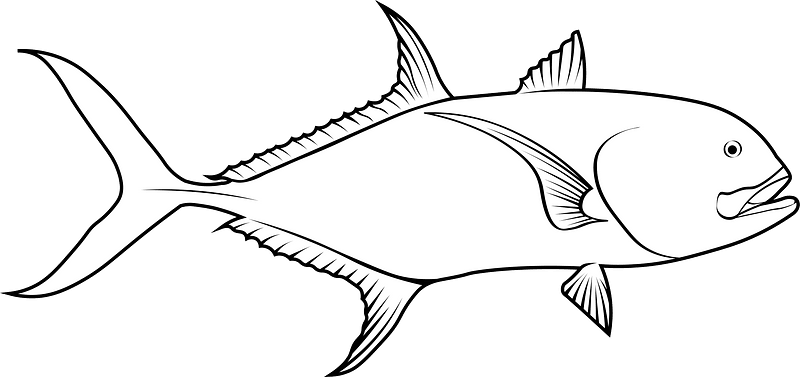 Yellow crevalle jack (Caranx hippos)