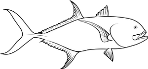 Yellow crevalle jack (Caranx hippos)