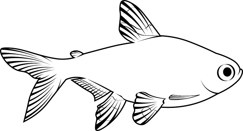 X-ray tetra (Pristella maxillaris)