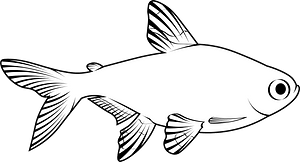 X-ray tetra (Pristella maxillaris)