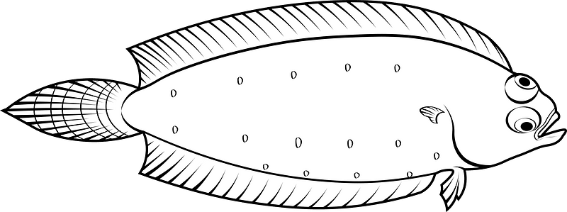 Witch flounder (Glyptocephalus cynoglossus)
