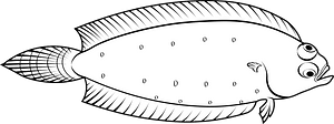 Witch flounder (Glyptocephalus cynoglossus)