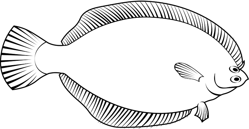 Winter flounder (Pseudopleuronectes americanus)