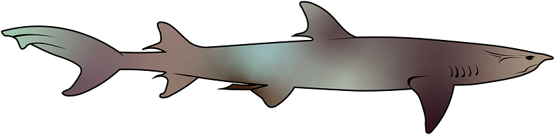 Whitetip reef shark (Triaenodon obesus)