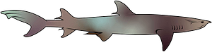 Whitetip reef shark (Triaenodon obesus)