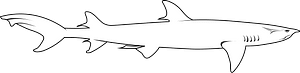 Whitetip reef shark (Triaenodon obesus)