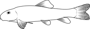White sucker (Catostomus commersonii)