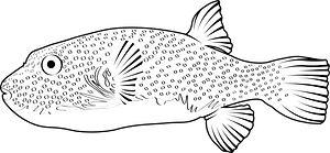 White-spotted puffer (Arothron hispidus)