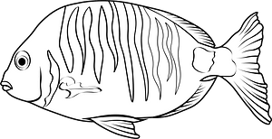 White seabream (Diplodus sargus)