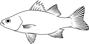 White perch (Morone americana)