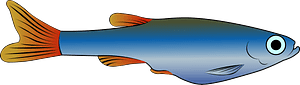 White Cloud Mountain minnow (Tanichthys albonubes)