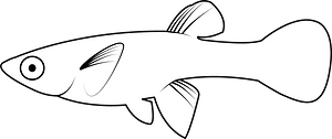 Western mosquitofish (Gambusia affinis)
