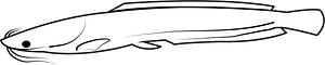 Walking catfish (Clarias batrachus)