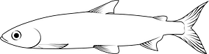 Vendace (Coregonus albula)