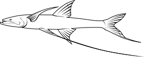 Tripod fish (Bathypterois grallator)