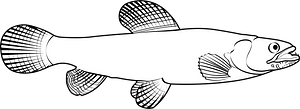 Trahira (Hoplias malabaricus)