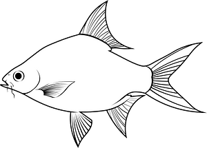 Tinfoil barb (Barbonymus schwanenfeldii)