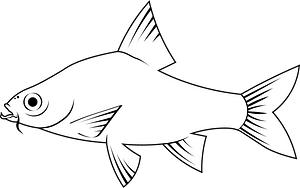 Tiger barb (Puntigrus tetrazona)