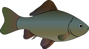 The crucian carp (Carassius carassius)