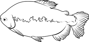 Tambaqui (Colossoma macropomum)