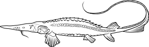 Syr Darya sturgeon (Pseudoscaphirhynchus fedtschenkoi)