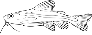 Striped Raphael catfish (Platydoras armatulus)