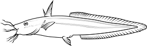 Striped eel catfish (Plotosus lineatus)