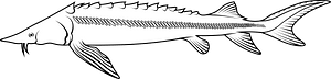 Sterlet (Acipenser ruthenus)