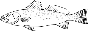 Spotted seatrout (Cynoscion nebulosus)