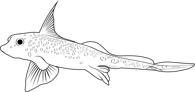Spotted ratfish (Hydrolagus colliei)