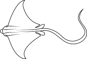 Spotted eagle ray (Aetobatus narinari)