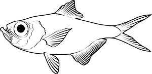 Splendid alfonsino (Beryx splendens)