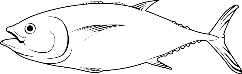 Southern bluefin tuna (Thunnus maccoyii)