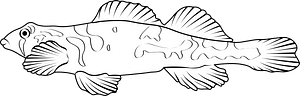 Snail darter (Percina tanasi)
