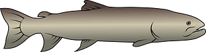 Siberian taimen (Hucho taimen)