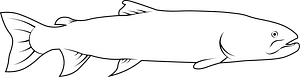 Siberian taimen (Hucho taimen)