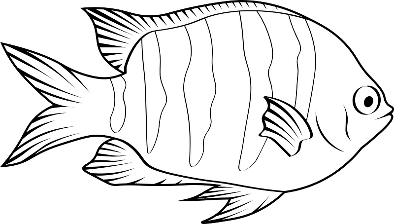 Sergeant major or píntano (Abudefduf saxatilis)