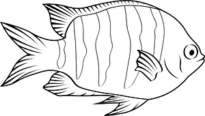 Sergeant major or píntano (Abudefduf saxatilis)
