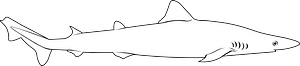 School shark (Galeorhinus galeus)
