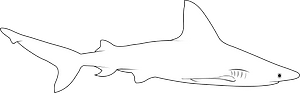 Sandbar shark (Carcharhinus plumbeus)