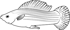 Sailfin molly (Poecilia latipinna)