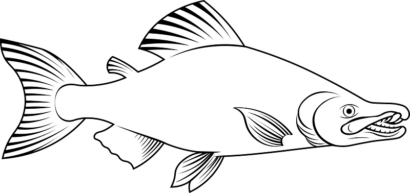 Saber-toothed salmon (Oncorhynchus rastrosus)