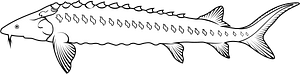 Russian sturgeon (Acipenser gueldenstaedtii)