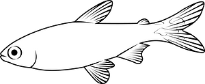 Rummy-nose tetra (Hemigrammus rhodostomus)